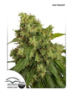 DUTCH PASSION - Auto Xtreme - 1