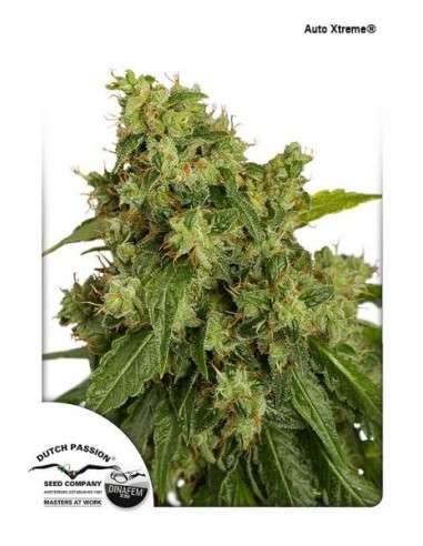 DUTCH PASSION - Auto Xtreme - 1