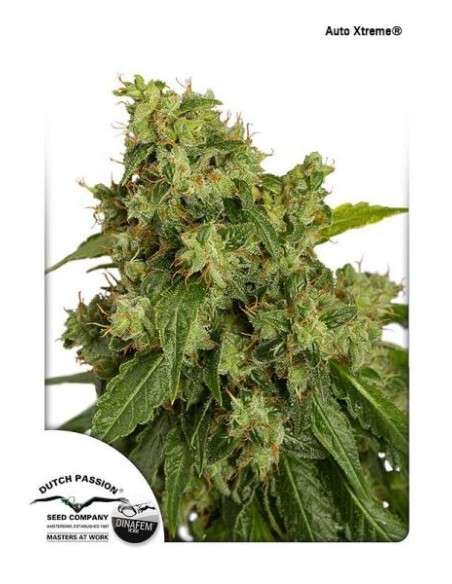 DUTCH PASSION - Auto Xtreme - 1