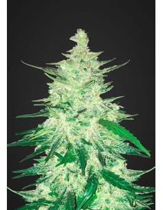 FASTBUDS - CBD 1:1 Auto (CBD Crack Auto) - 1