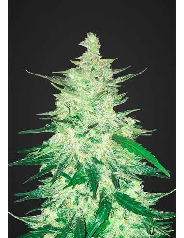 FASTBUDS - CBD 1:1 Auto (CBD Crack Auto) - 1