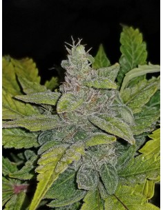 FASTBUDS - CBD 1:1 Auto (CBD Crack Auto) - 1 2