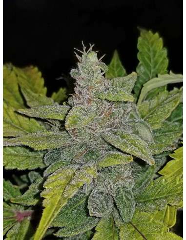 FASTBUDS - CBD 1:1 Auto (CBD Crack Auto) - 2