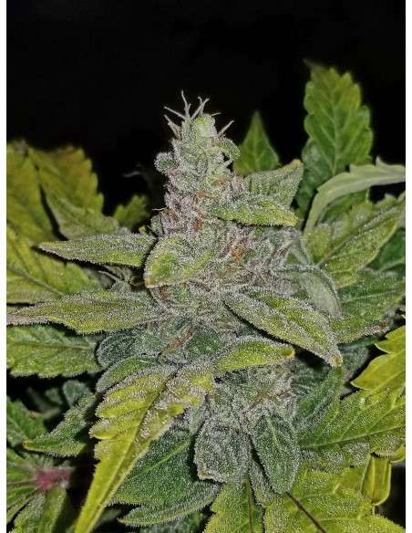 FASTBUDS - CBD 1:1 Auto (CBD Crack Auto) - 2