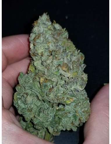 FASTBUDS - CBD 1:1 Auto (CBD Crack Auto) - 3