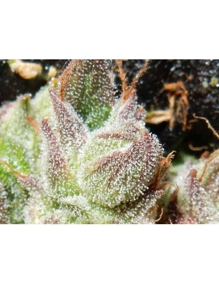 FASTBUDS - CBD 1:1 Auto (CBD Crack Auto) - 4