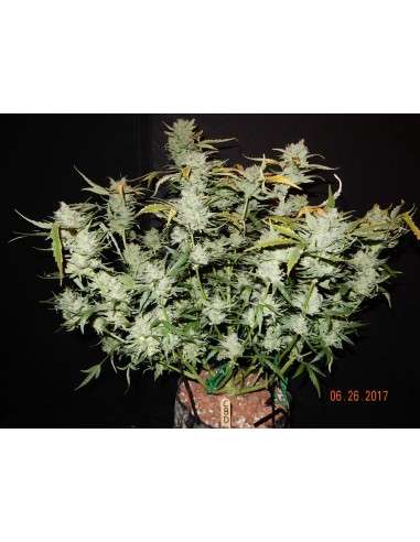 FASTBUDS - CBD 1:1 Auto (CBD Crack Auto) - 5