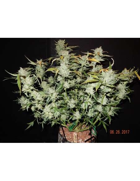 FASTBUDS - CBD 1:1 Auto (CBD Crack Auto) - 5