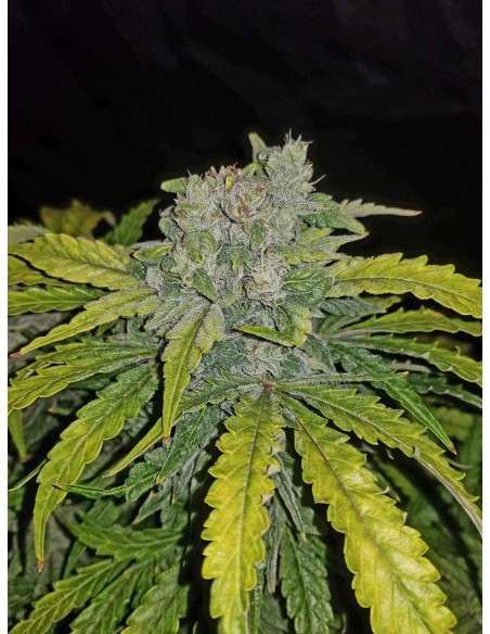 FASTBUDS - CBD 1:1 Auto (CBD Crack Auto) - 6