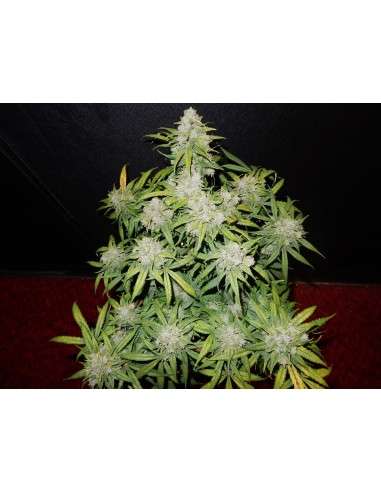 FASTBUDS - CBD 1:1 Auto (CBD Crack Auto) - 7