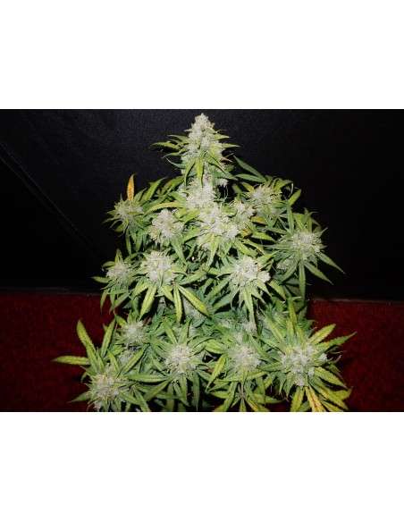 FASTBUDS - CBD 1:1 Auto (CBD Crack Auto) - 7