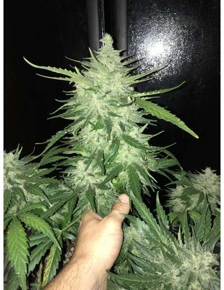 FASTBUDS - CBD 1:1 Auto (CBD Crack Auto) - 8