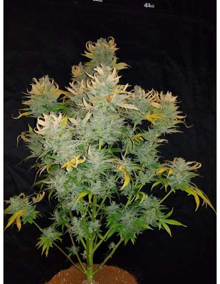 FASTBUDS - CBD 1:1 Auto (CBD Crack Auto) - 9