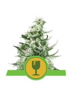 ROYAL QUEEN SEEDS - Royal Critical Automatic - 1