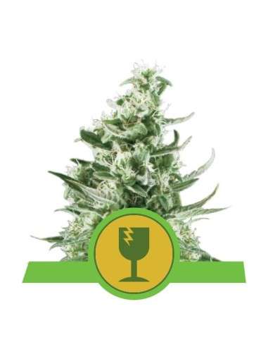 ROYAL QUEEN SEEDS - Royal Critical Automatic - 1