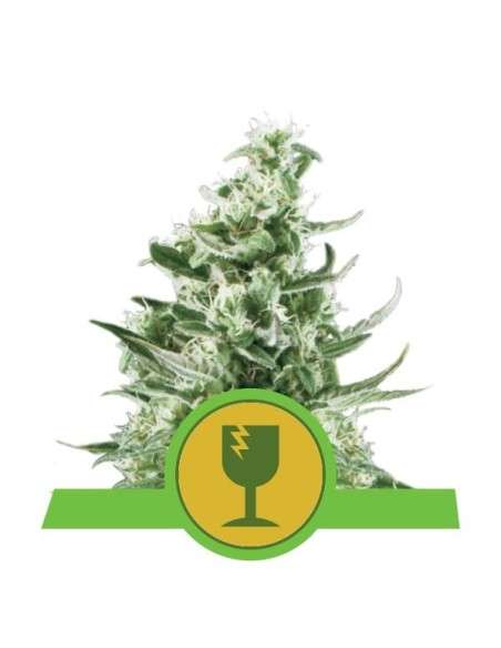 ROYAL QUEEN SEEDS - Royal Critical Automatic - 1