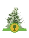 ROYAL QUEEN SEEDS - Royal Critical Automatic - 1
