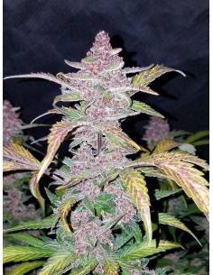FASTBUDS - Lemon AK Auto - 1 2
