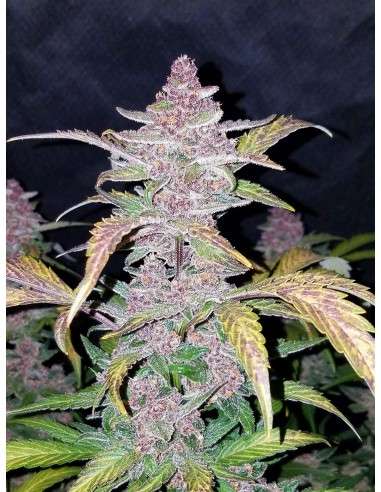 FASTBUDS - Lemon AK Auto - 2
