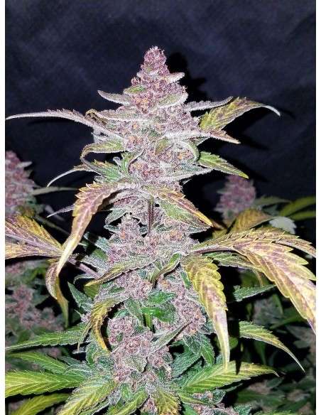 FASTBUDS - Lemon AK Auto - 2