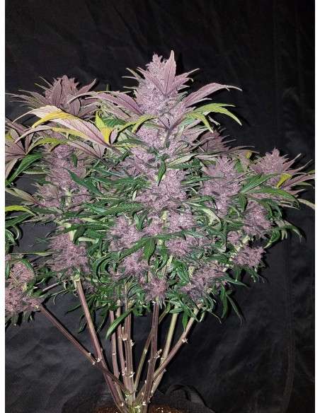 FASTBUDS - Lemon AK Auto - 4
