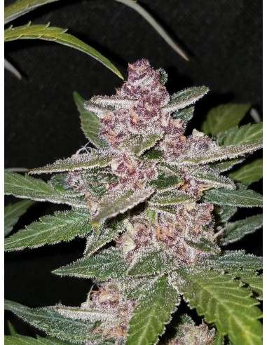 FASTBUDS - Lemon AK Auto - 5