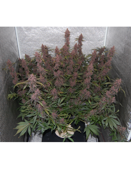 FASTBUDS - Lemon AK Auto - 8
