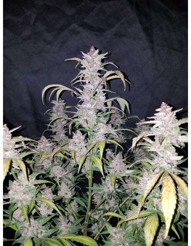 FASTBUDS - Lemon AK Auto - 10