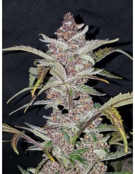 FASTBUDS - Lemon AK Auto - 11