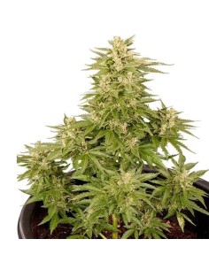 ROYAL QUEEN SEEDS - Royal Critical Automatic - 1 2