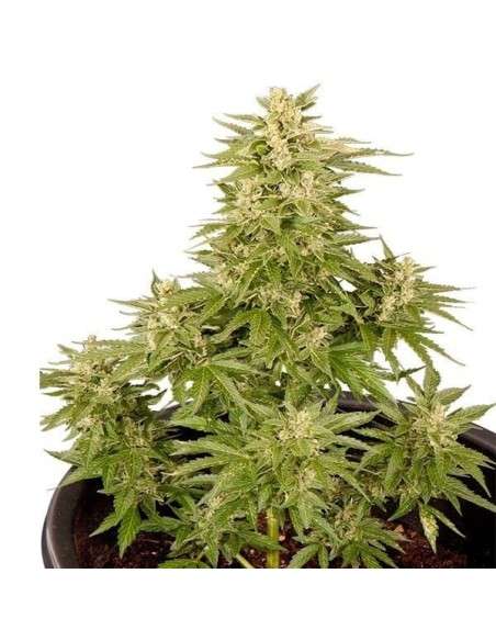 ROYAL QUEEN SEEDS - Royal Critical Automatic - 2