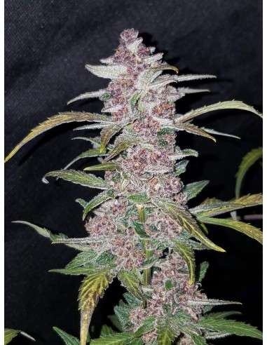 FASTBUDS - Lemon AK Auto - 13