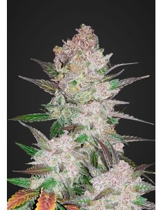 FASTBUDS - Cream Cookies Auto - 1