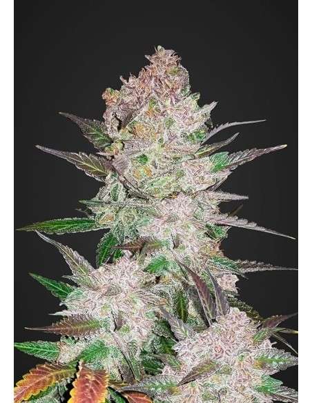 FASTBUDS - Cream Cookies Auto - 1