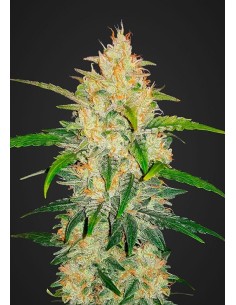 FASTBUDS - Zkittlez Auto - 1