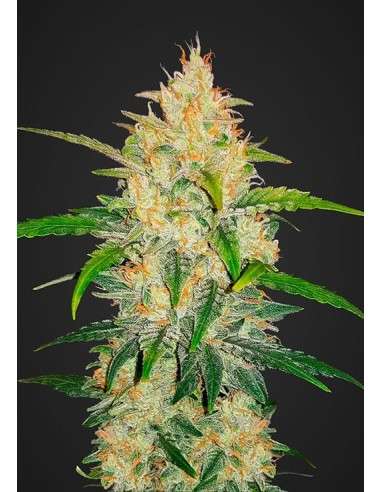 FASTBUDS - Zkittlez Auto - 1