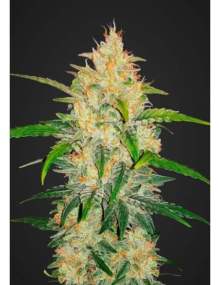 FASTBUDS - Zkittlez Auto - 1