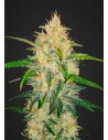 FASTBUDS - Zkittlez Auto - 1
