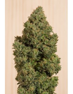 HUMBOLDT SEED - Blue Dream CBD - 1