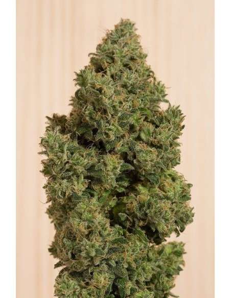 HUMBOLDT SEED - Blue Dream CBD - 1