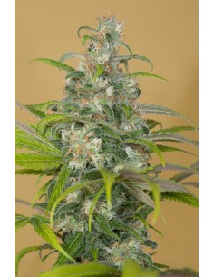 HUMBOLDT SEED - Blue Dream CBD - 1 2