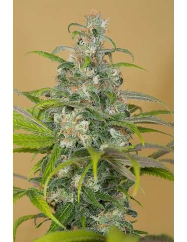 HUMBOLDT SEED - Blue Dream CBD - 2