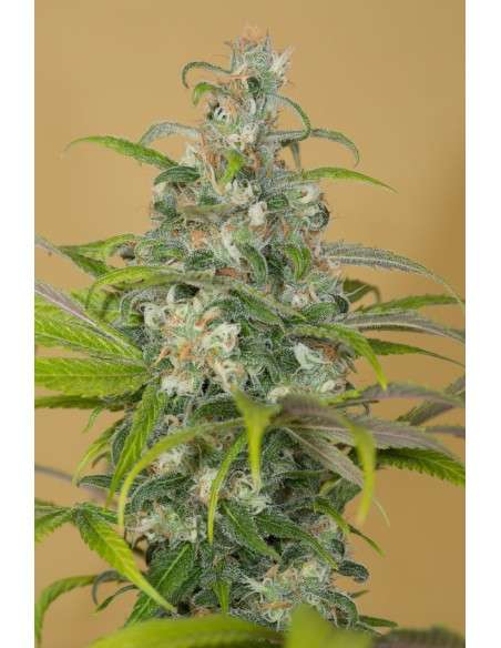 HUMBOLDT SEED - Blue Dream CBD - 2