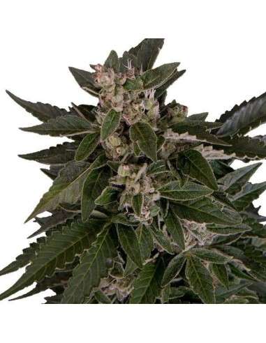 ROYAL QUEEN SEEDS - Royal Critical Automatic - 3