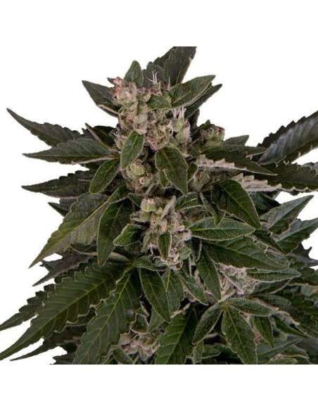 ROYAL QUEEN SEEDS - Royal Critical Automatic - 3