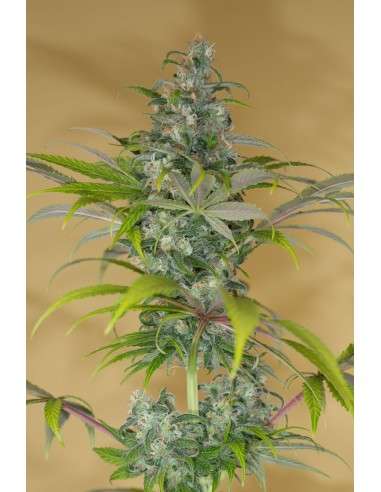 HUMBOLDT SEED - Blue Dream CBD - 3