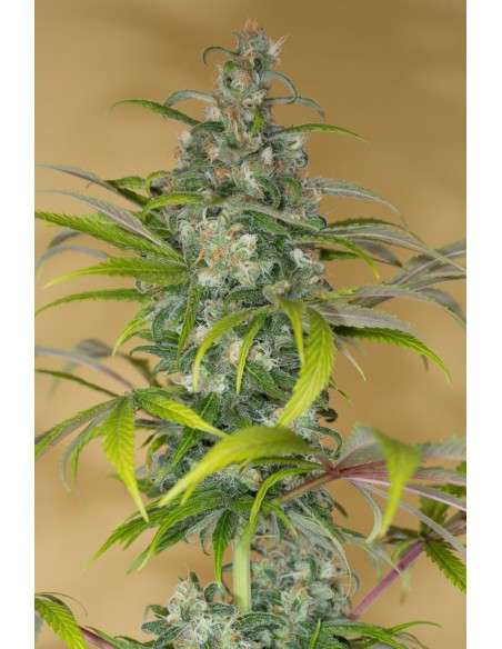 HUMBOLDT SEED - Blue Dream CBD - 4