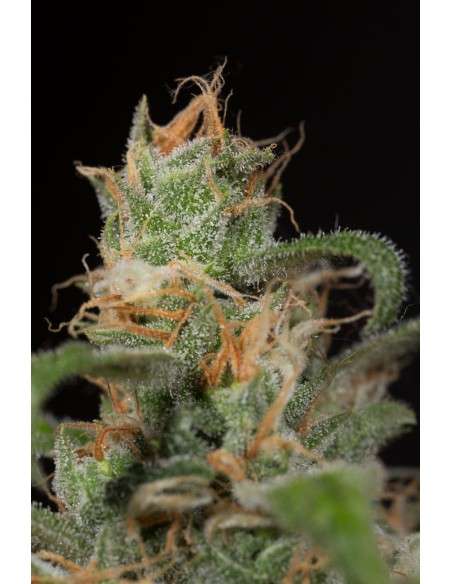 HUMBOLDT SEED - Blue Dream CBD - 5