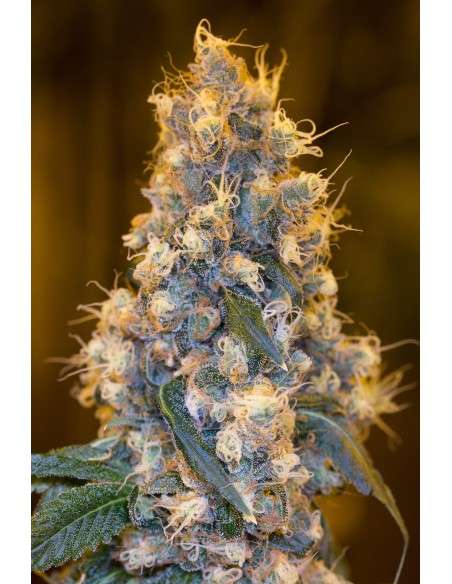 HUMBOLDT SEED - Blue Fire - 1