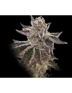 RARE DANKNESS - Cookie OX - 1